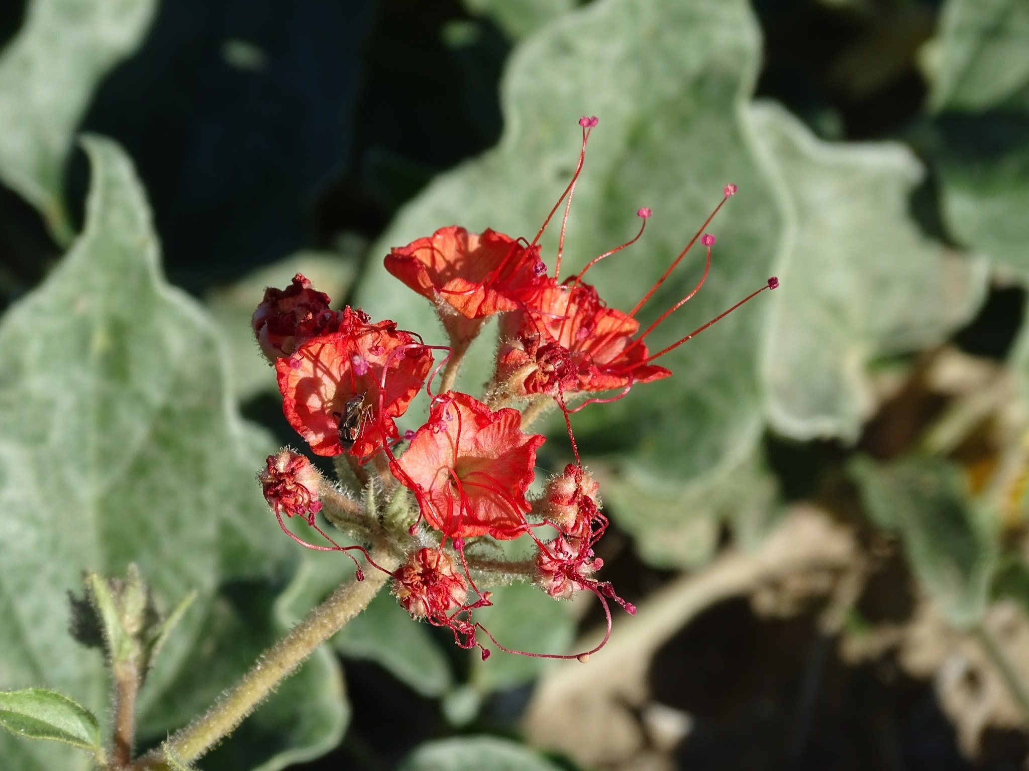 Представитель Семейства Nyctaginaceae